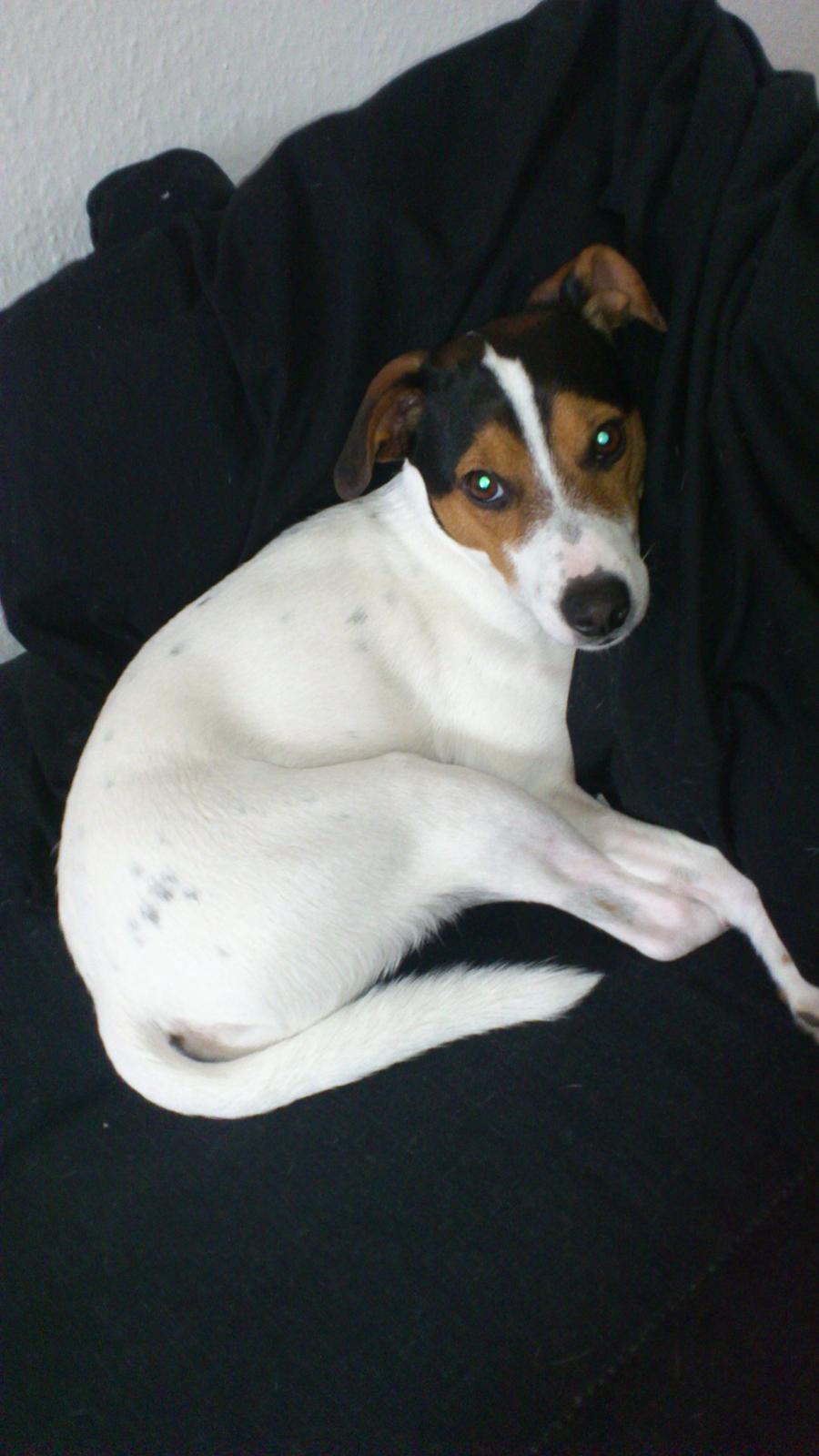 Jack russell terrier Travis billede 10