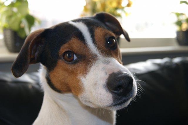 Jack russell terrier Travis billede 1