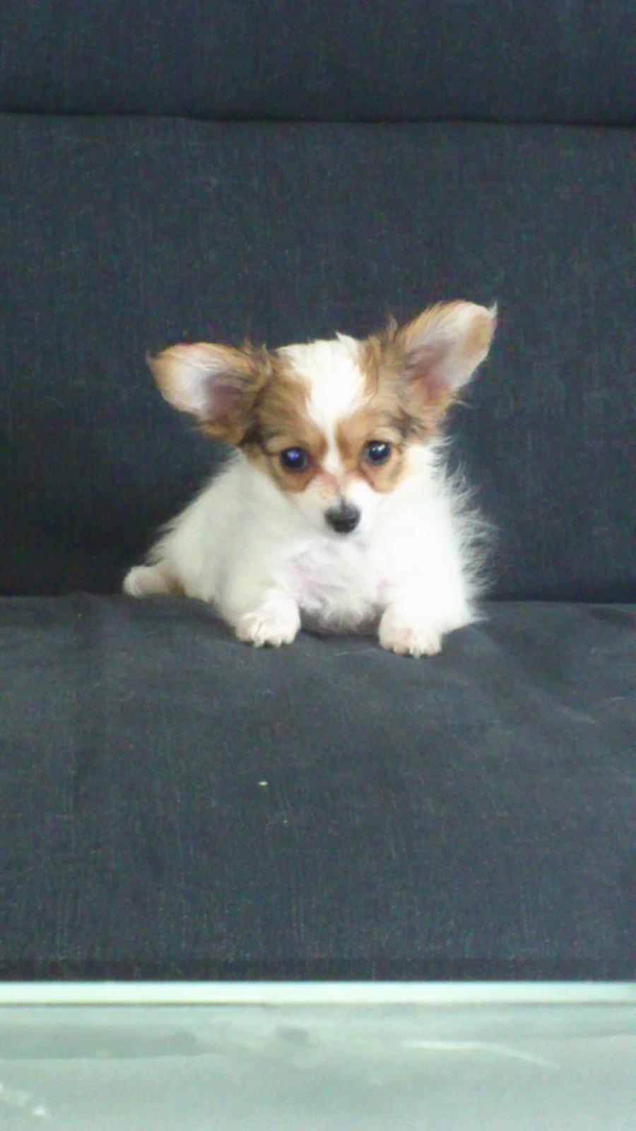 Papillon Zika billede 2