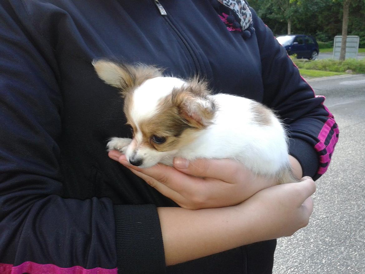 Papillon Zika billede 3