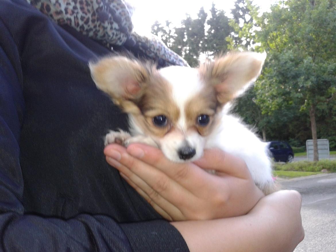 Papillon Zika billede 4