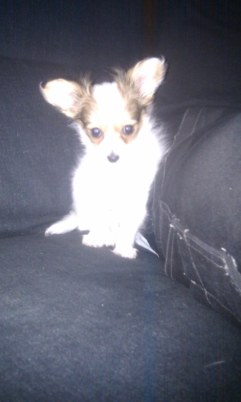 Papillon Zika billede 5