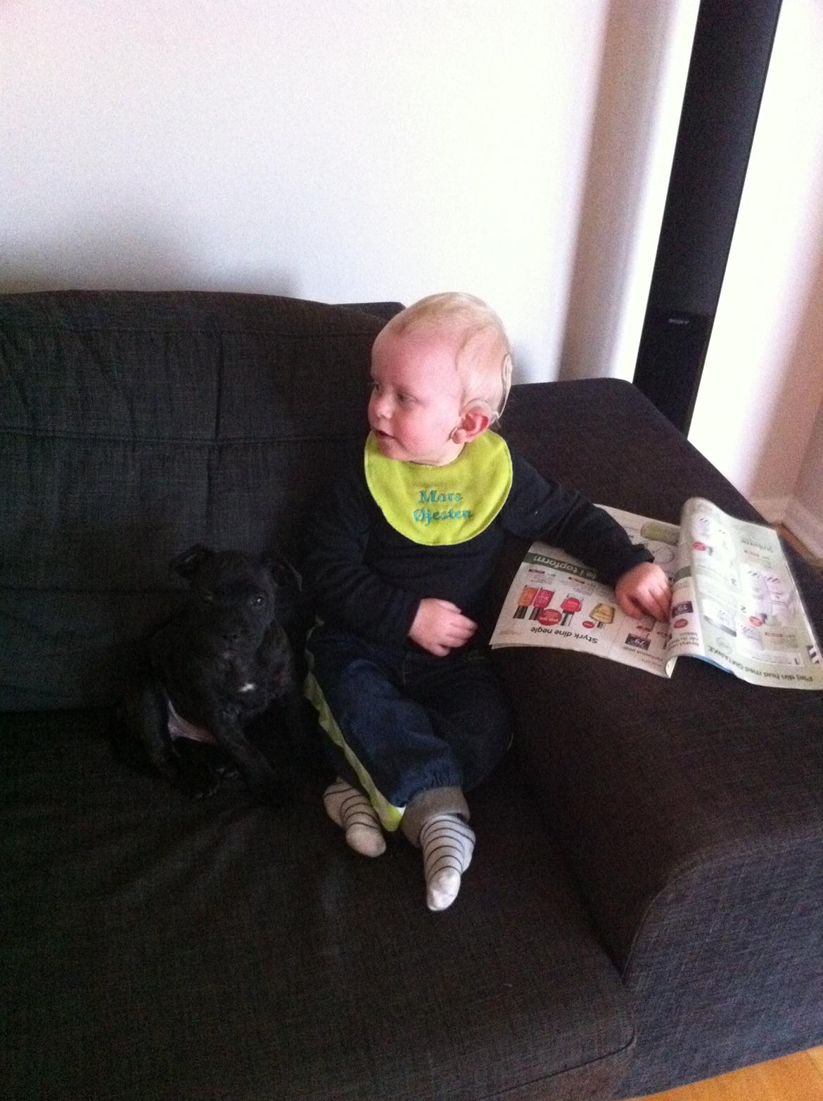 Staffordshire bull terrier Batman - Oliver og Batman hygger i sofaen :D .. billede 8