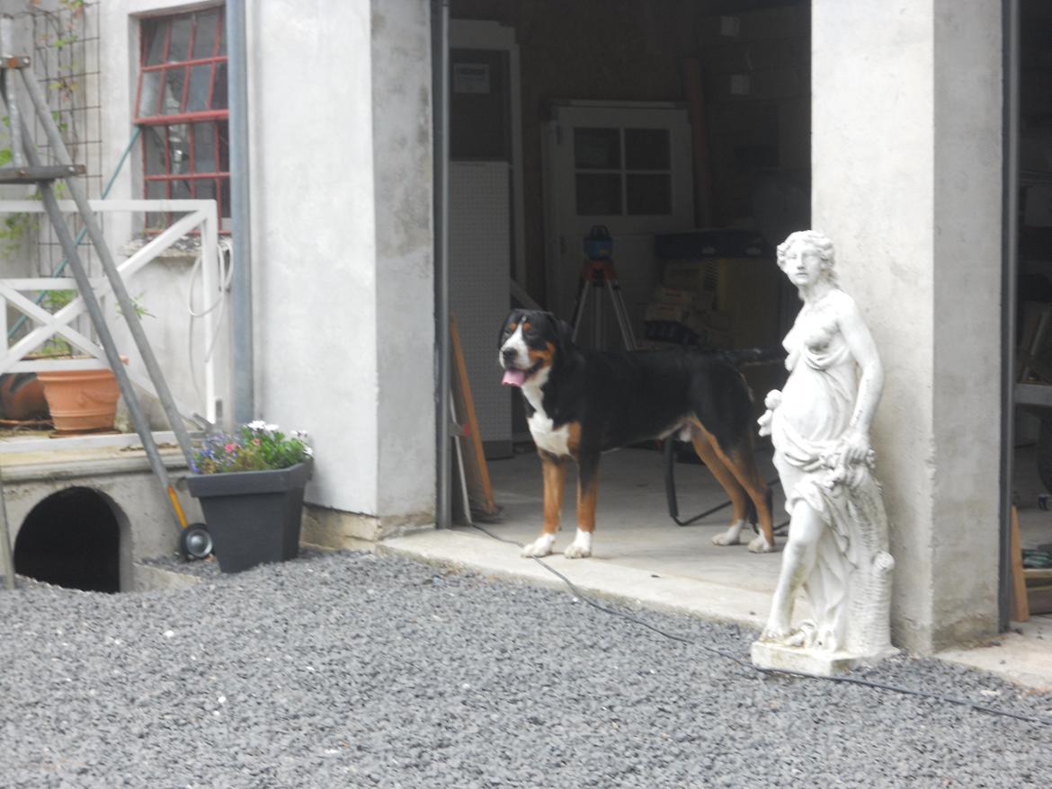 Grosser schweizer sennenhund Frodo Lucky Swiss - Frodo 1 år. billede 24