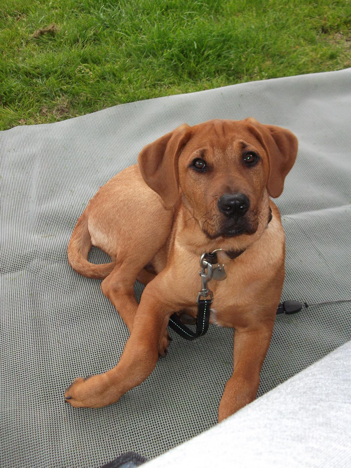 Blanding af racer Yoshi billede 5