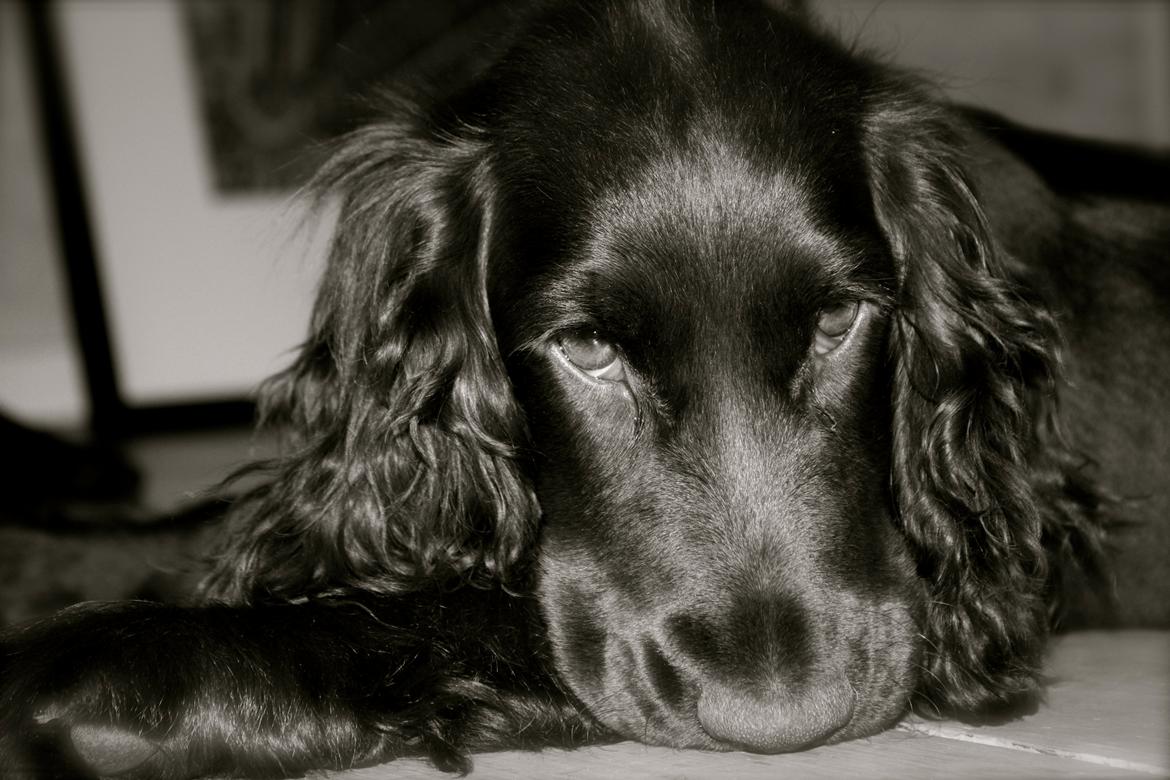 Cocker spaniel Agnes - Agnes 4 mån. billede 9