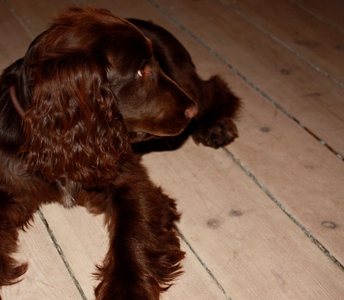 Cocker spaniel Agnes - Agnes 4 mån billede 10