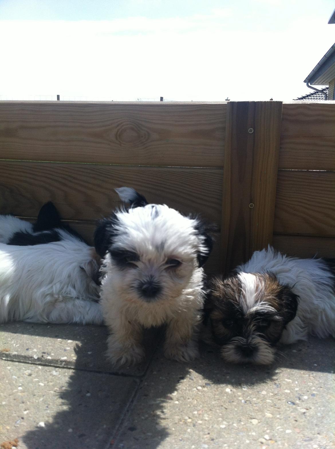 Lhasa apso Afrodithe - 6 uger gammel billede 22