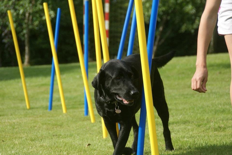Labrador retriever Eshøjs Trille - 10. Agillity træning i haven. Sommern 2012 billede 10
