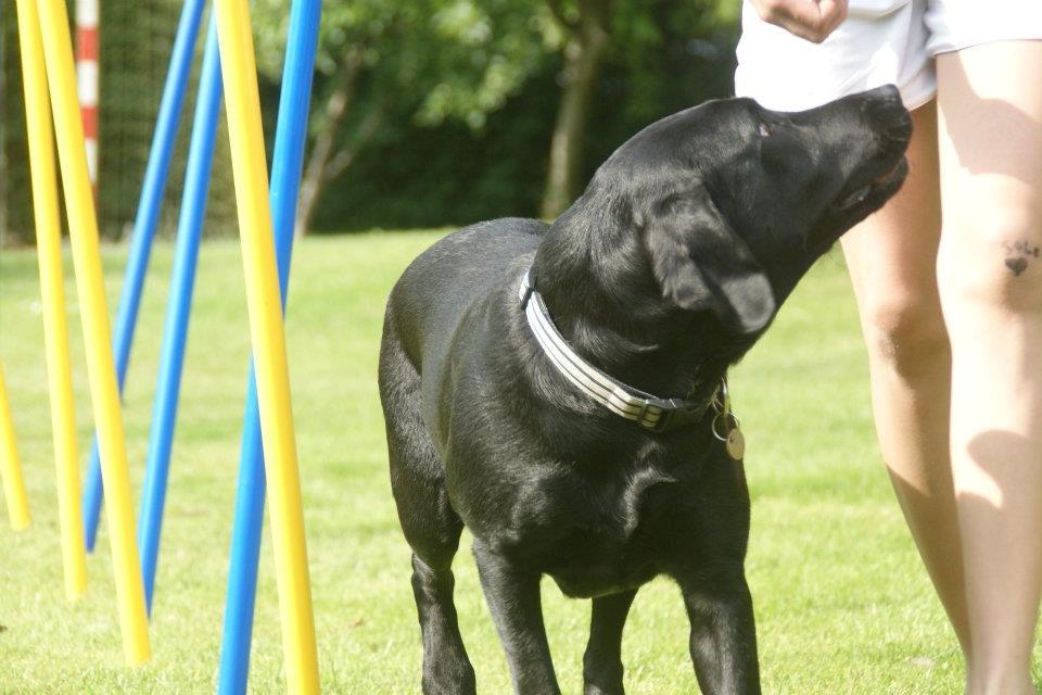 Labrador retriever Eshøjs Trille - 14. billede 14