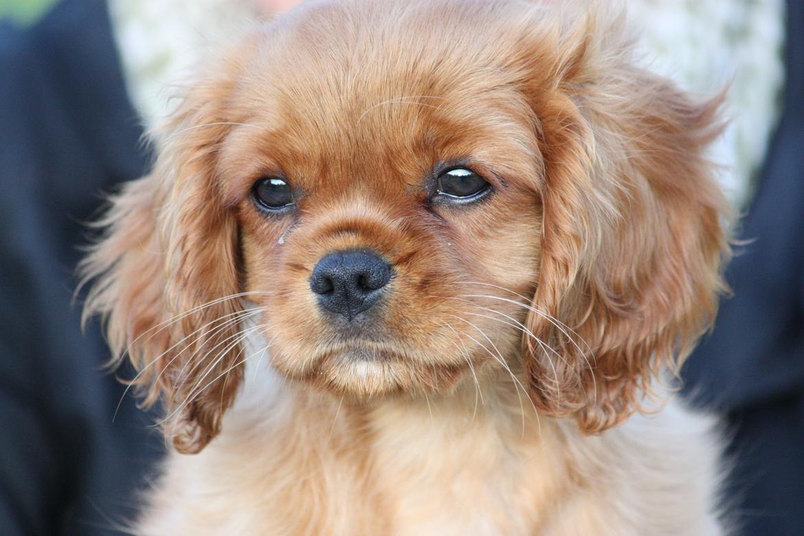 Cavalier king charles spaniel Loevhoejs Daiquiri - Daiqqi billede 19
