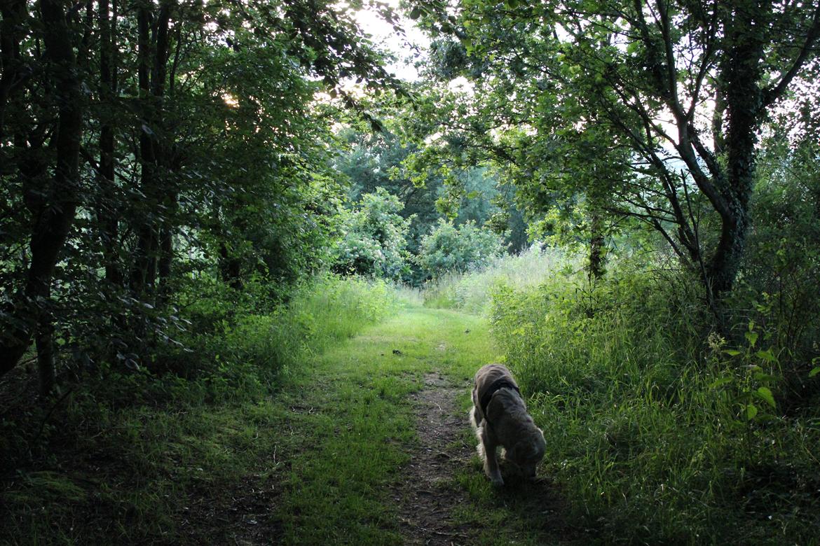 Golden retriever Luca billede 12