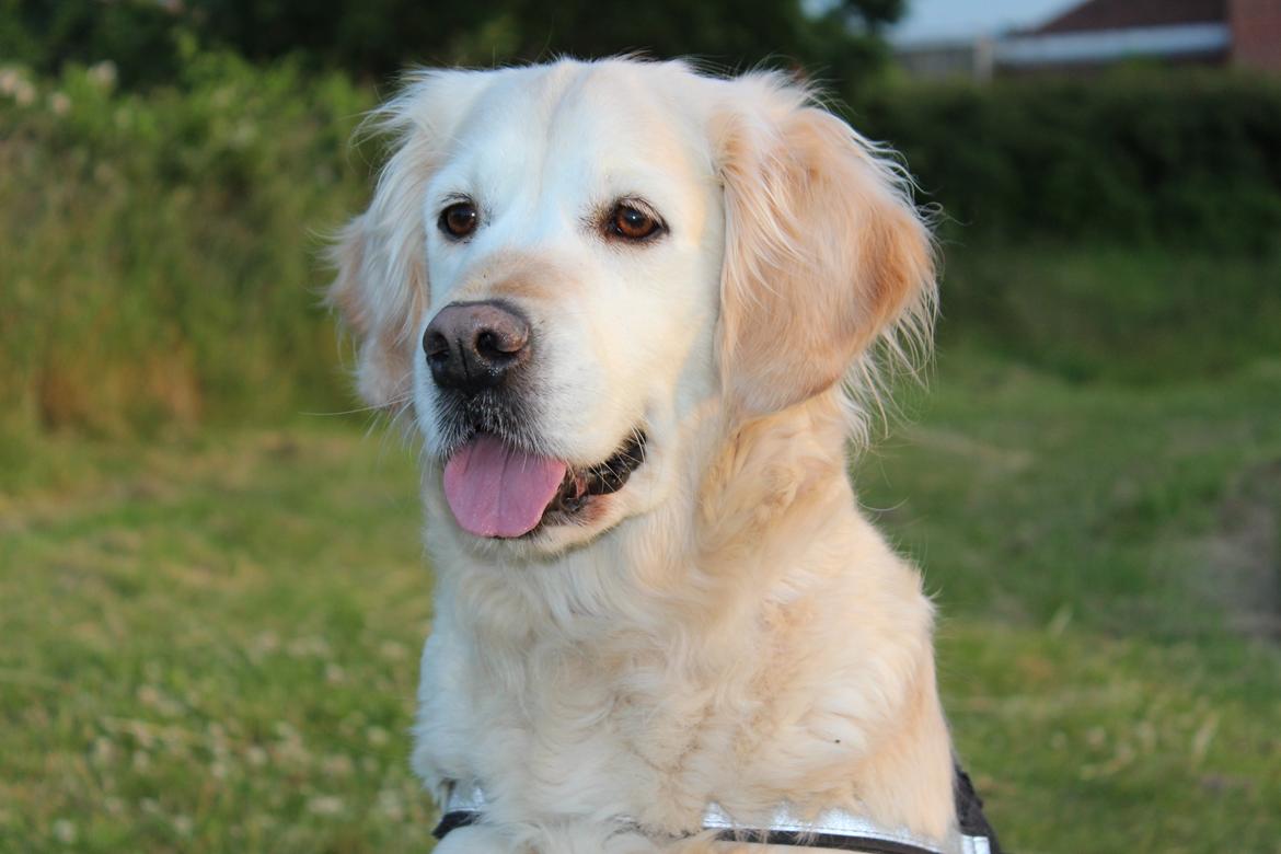 Golden retriever Luca billede 14