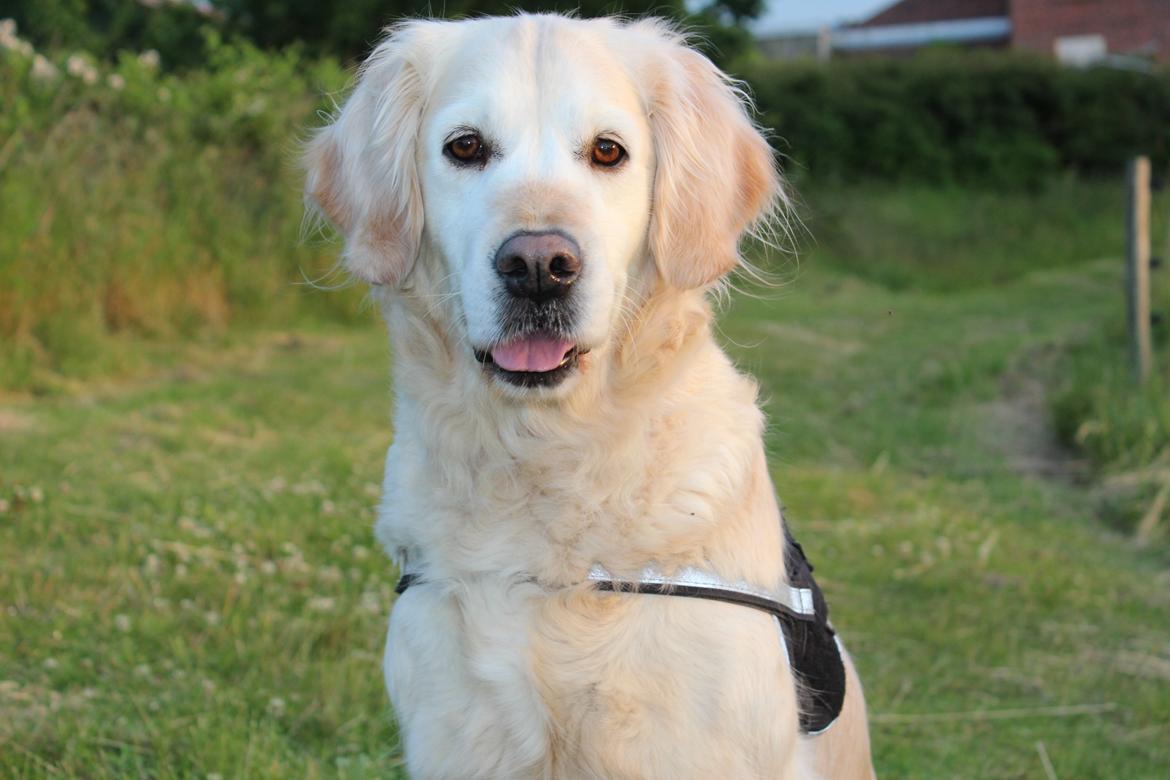 Golden retriever Luca billede 10