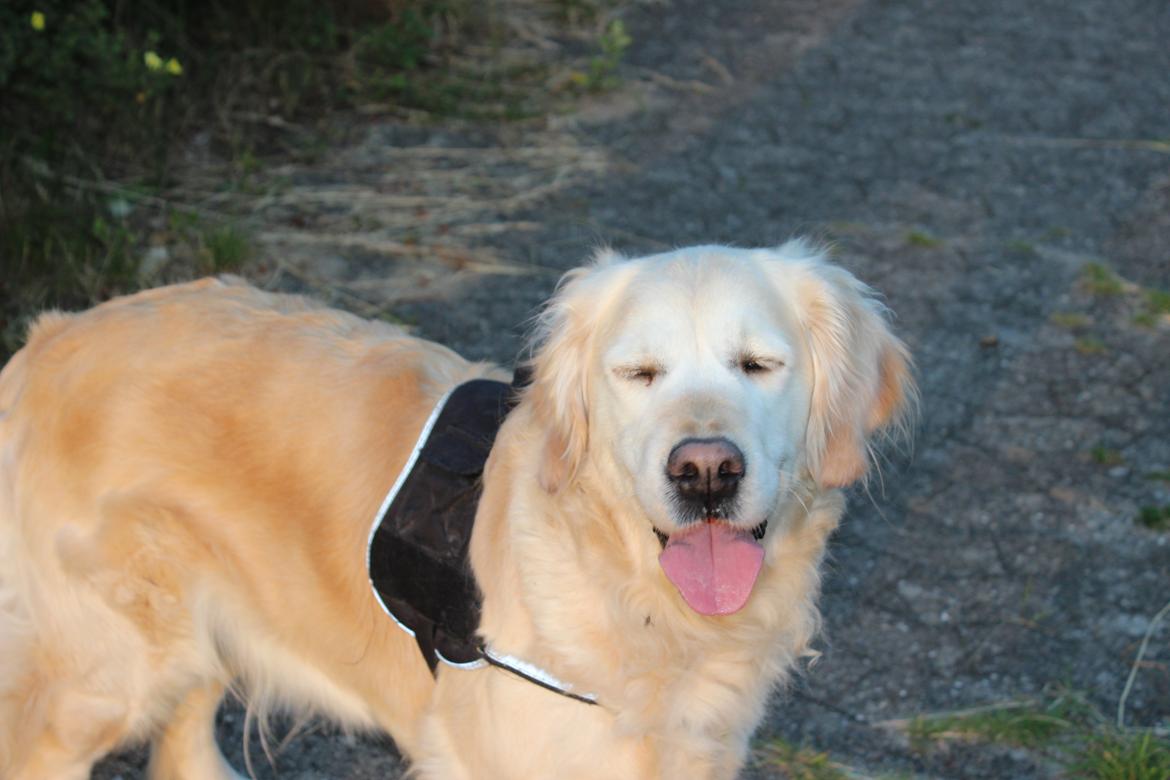 Golden retriever Luca billede 11