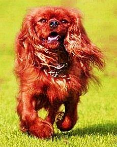 Cavalier king charles spaniel Atti's picture perfect billede 20