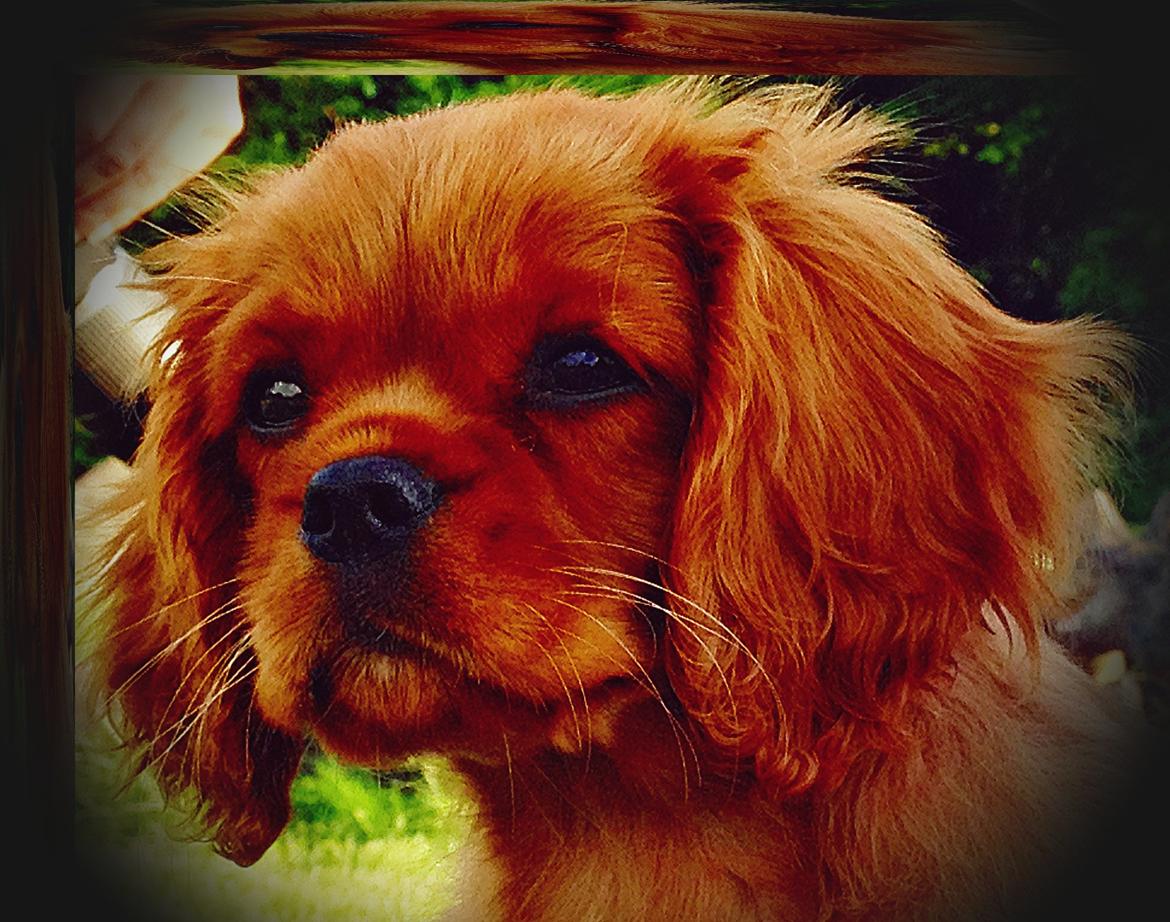 Cavalier king charles spaniel Loevhoejs Daiquiri - Daiqqi billede 20