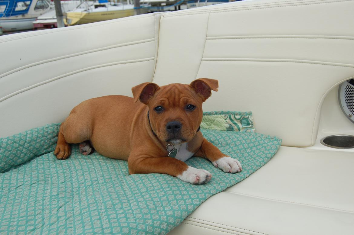 Staffordshire bull terrier Pax - 12 uger, første sejltur. billede 13