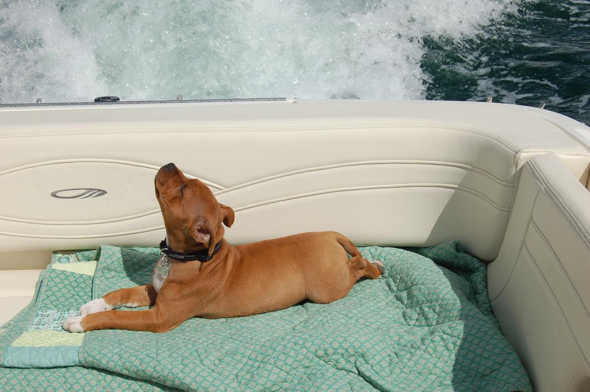 Staffordshire bull terrier Pax - 12 uger, første sejltur. billede 14