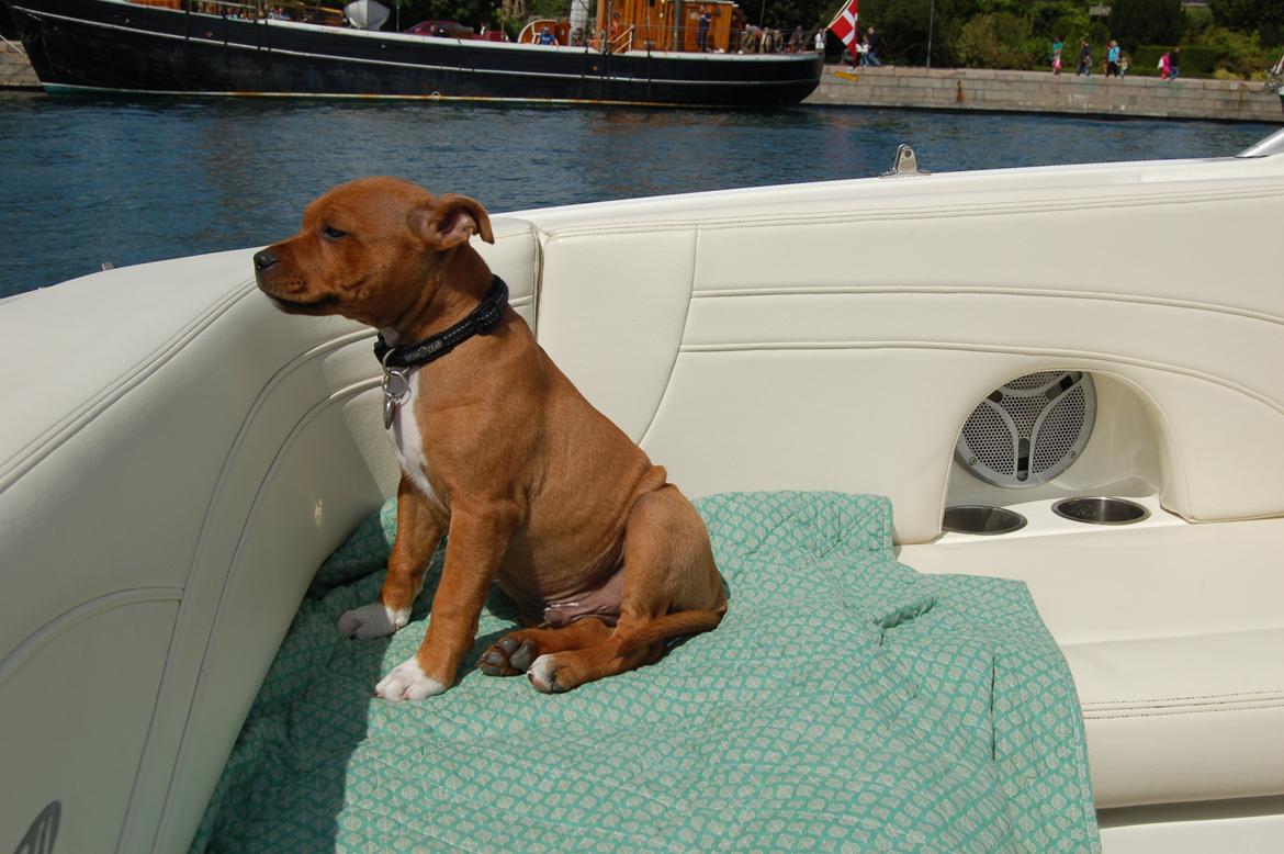 Staffordshire bull terrier Pax - 12 uger, første sejltur. billede 12