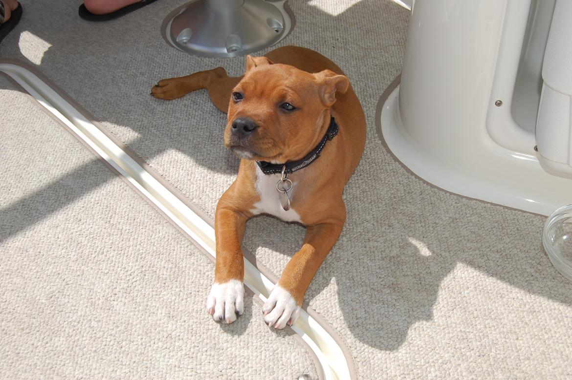 Staffordshire bull terrier Pax - 12 uger, første sejltur. billede 11