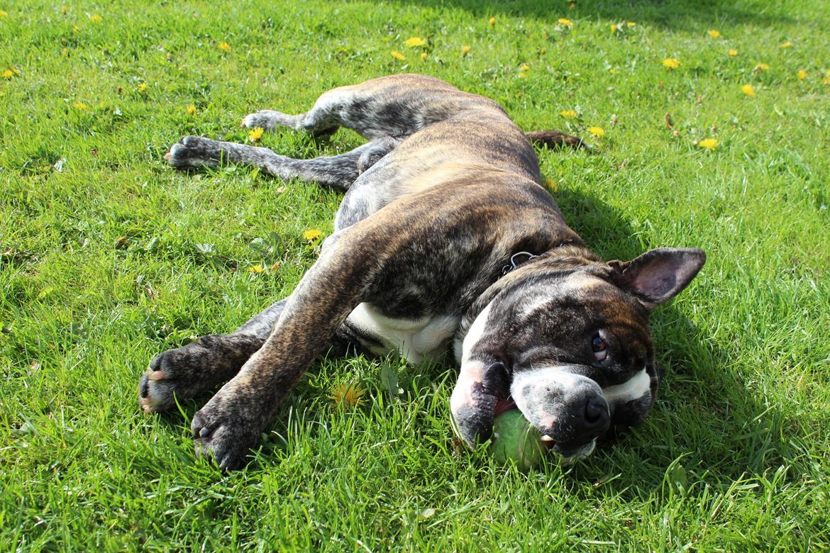 Olde english bulldogge Kingston billede 1