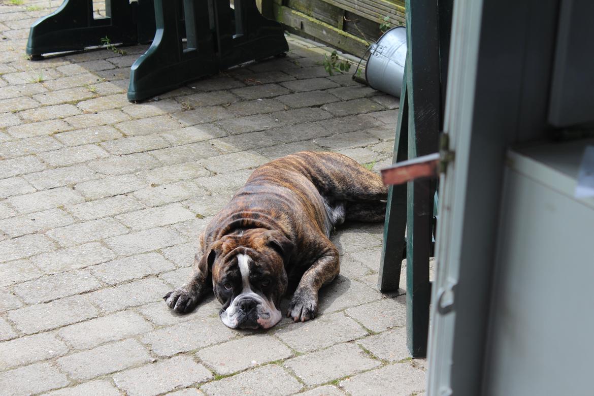 Olde english bulldogge Kingston billede 19