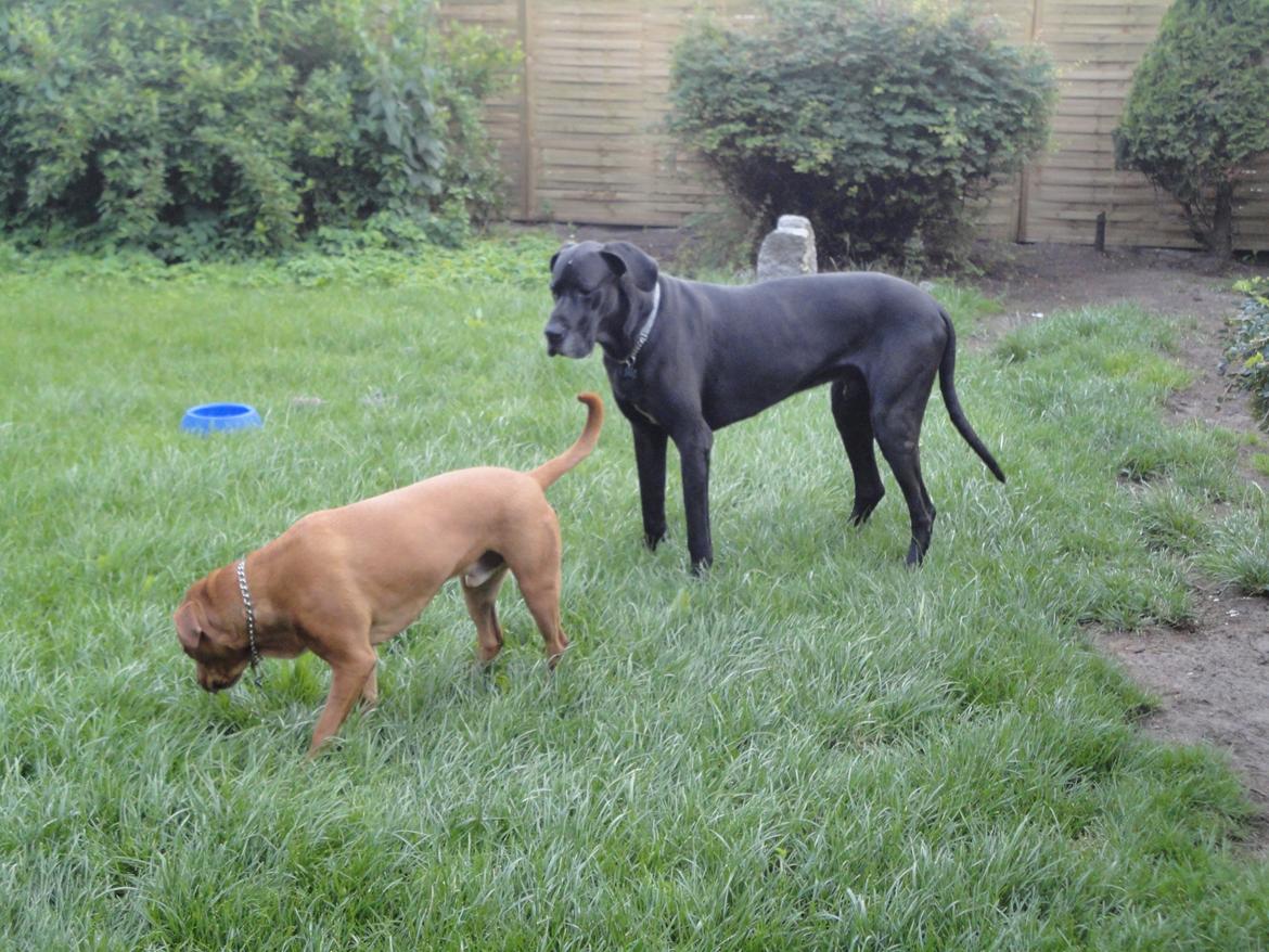 Grand danois Big ben - 18/7-12 billede 18