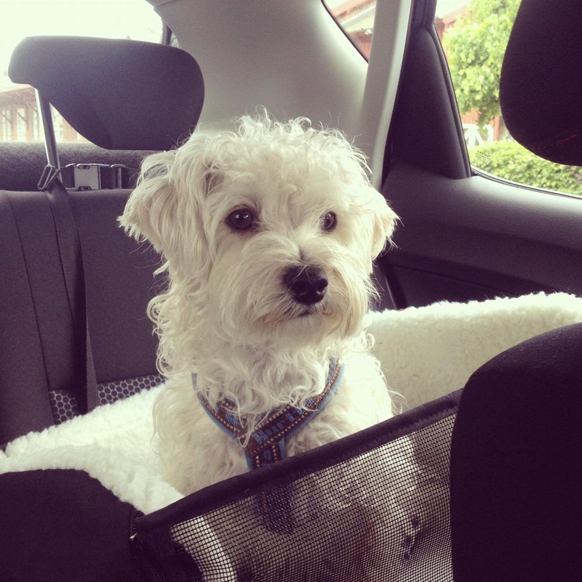 Blanding af racer Carsten billede 2