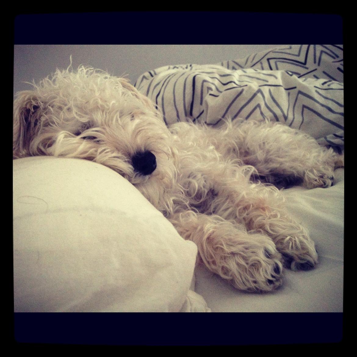 Blanding af racer Carsten billede 17