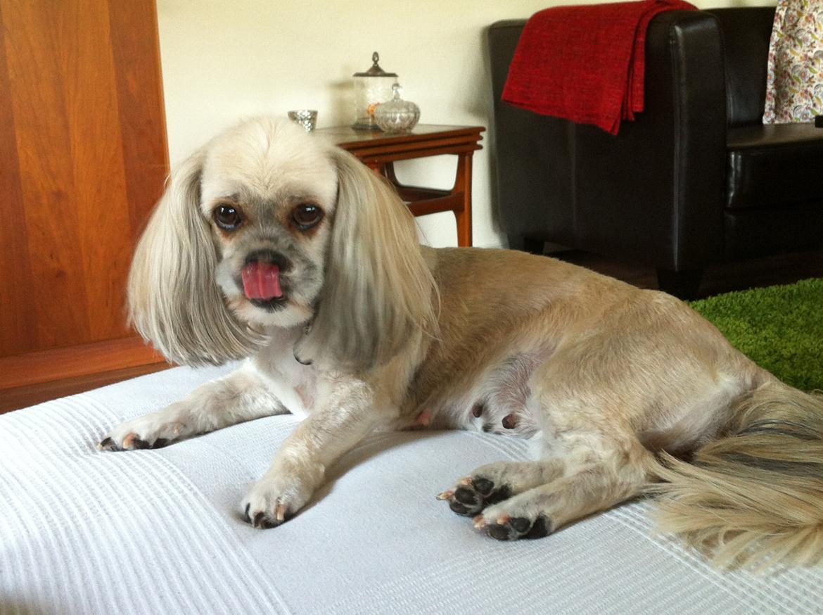 Lhasa apso '~'Emmi'~' 4 år - Hun er lige blevet klippet her:O) billede 20