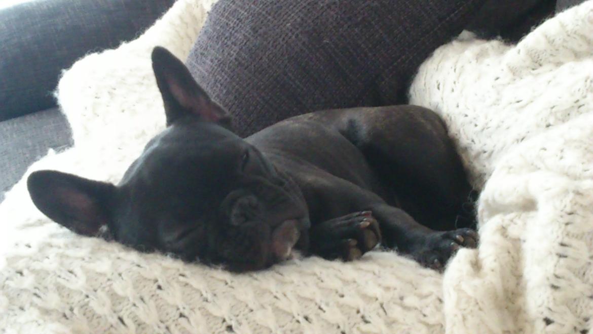 Fransk bulldog Puch billede 1