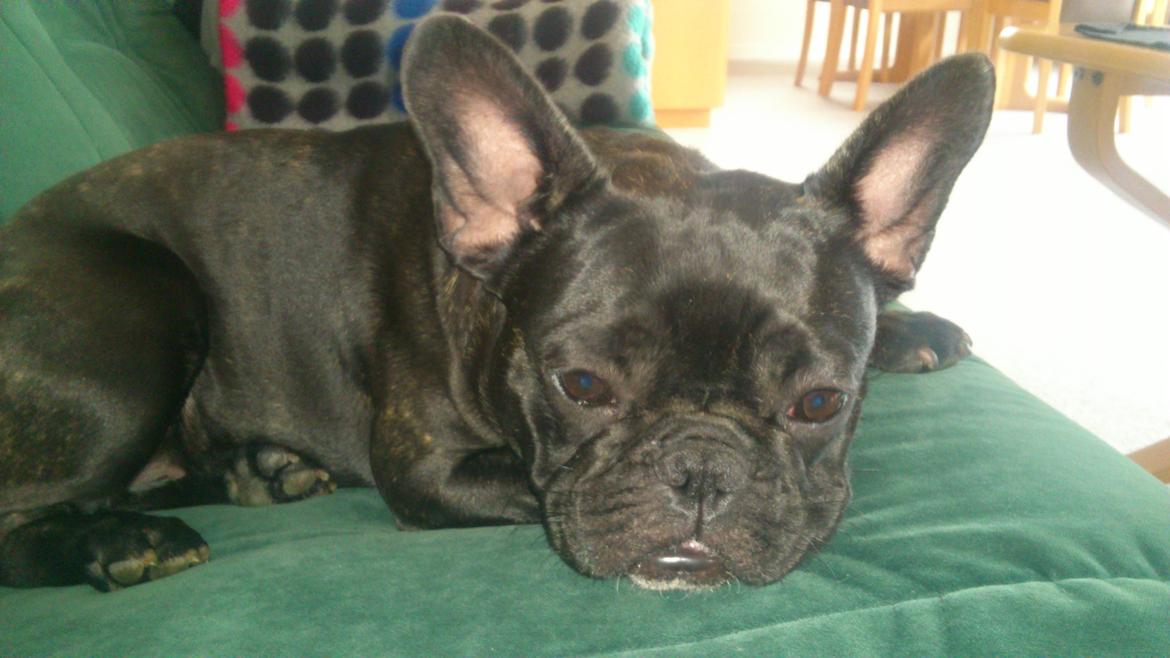 Fransk bulldog Puch billede 9