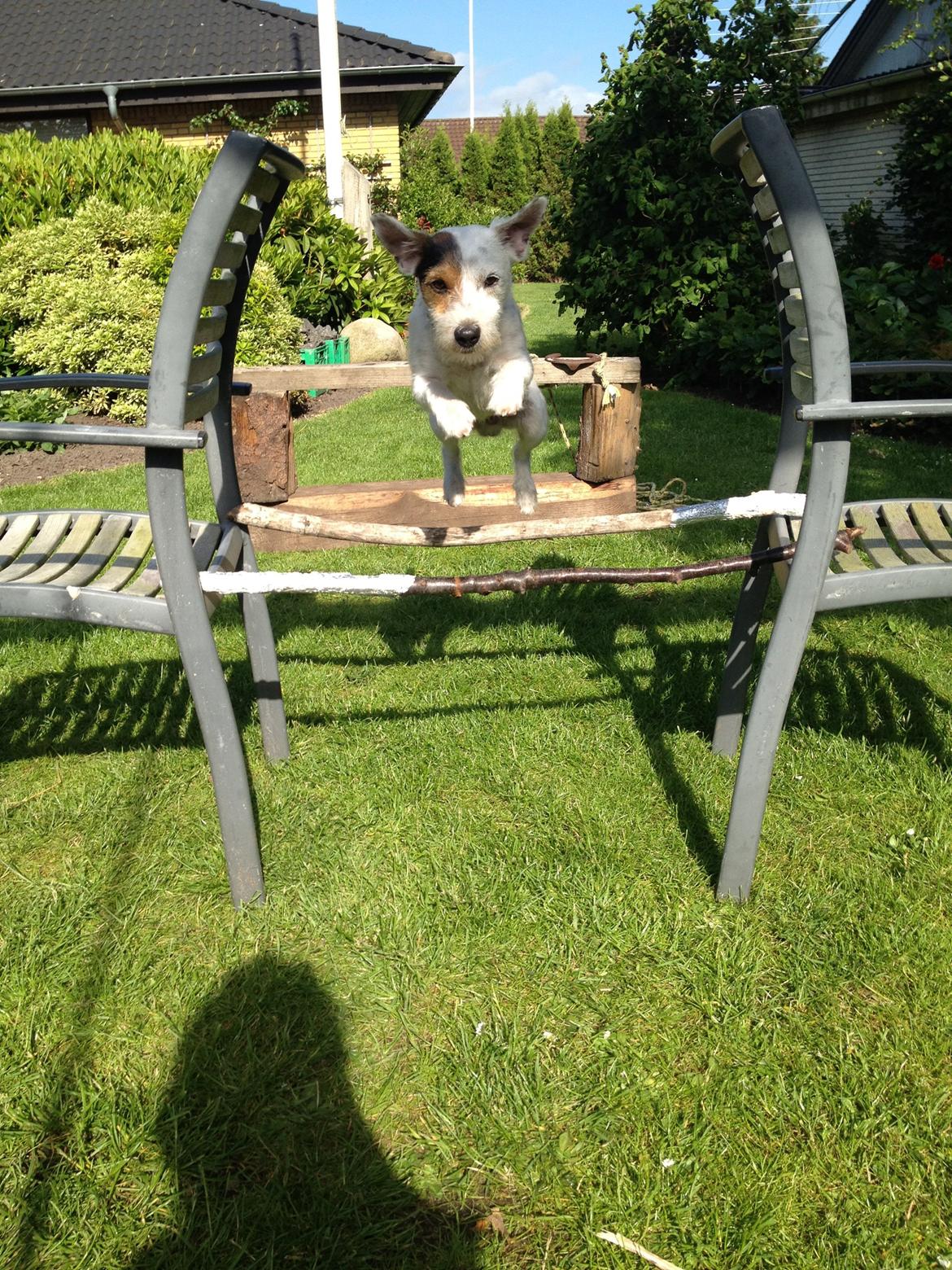 Jack russell terrier Vaks - Vaks:-) billede 2