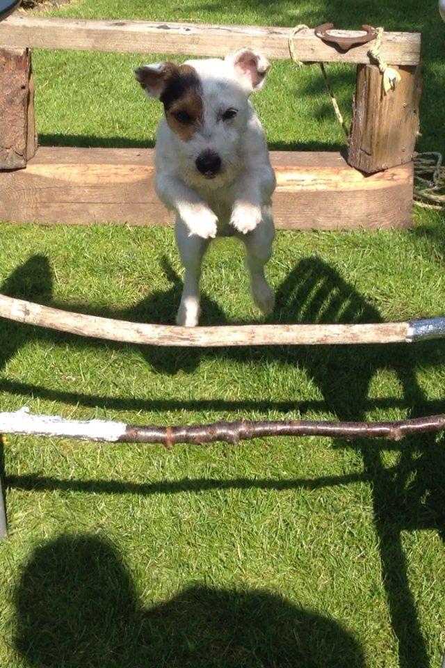 Jack russell terrier Vaks billede 5