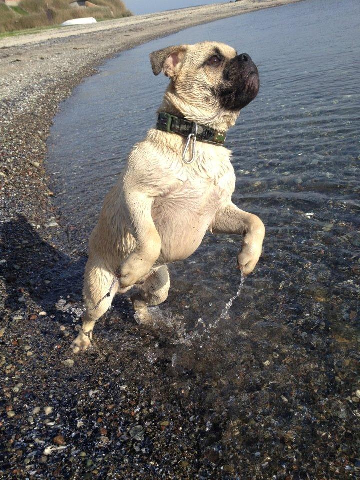 Blanding af racer Kovo - Vandhund<3 billede 1