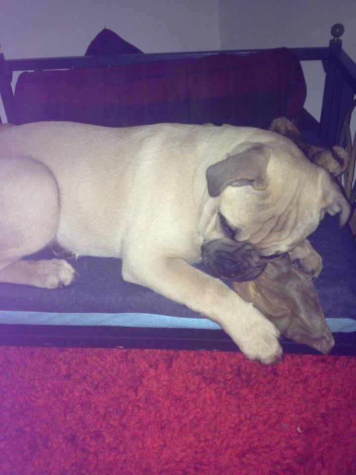 Blanding af racer Kovo - Ligger og krammer sit griseøre mens han sover.  billede 2