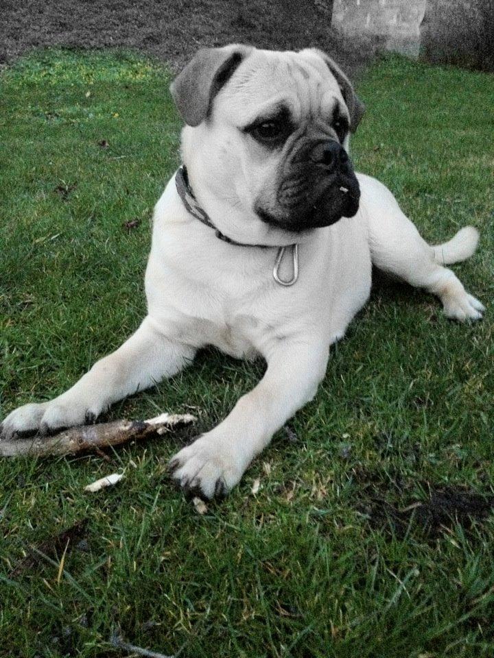 Blanding af racer Kovo billede 3