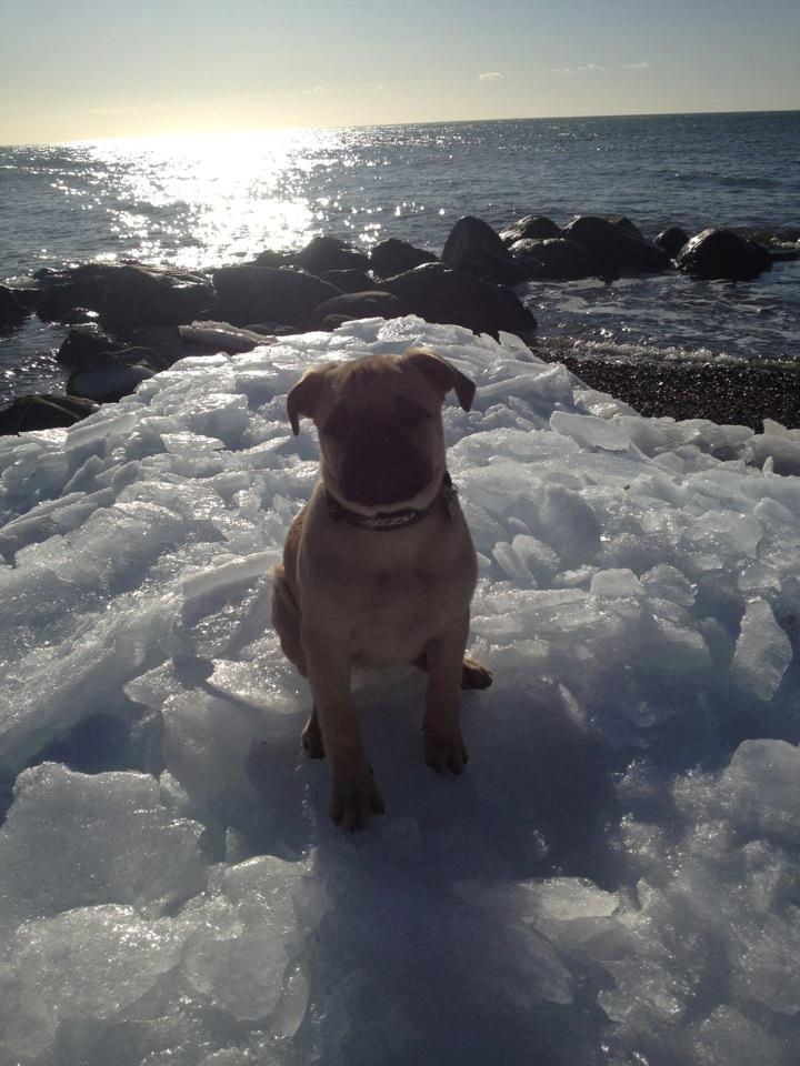 Blanding af racer Kovo - Kovo i vinters. billede 4