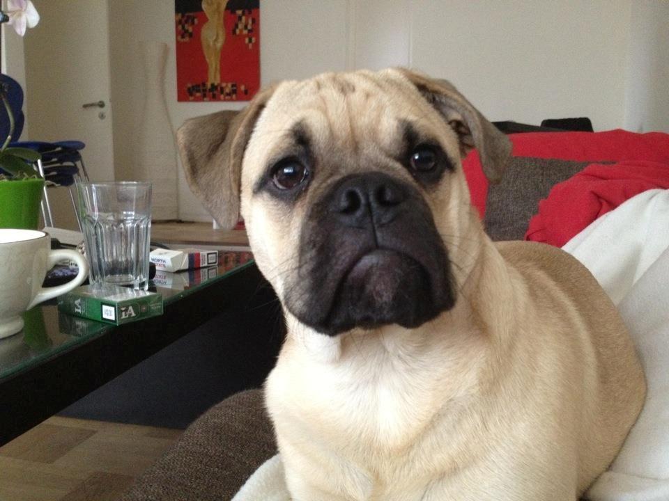 Blanding af racer Kovo billede 5