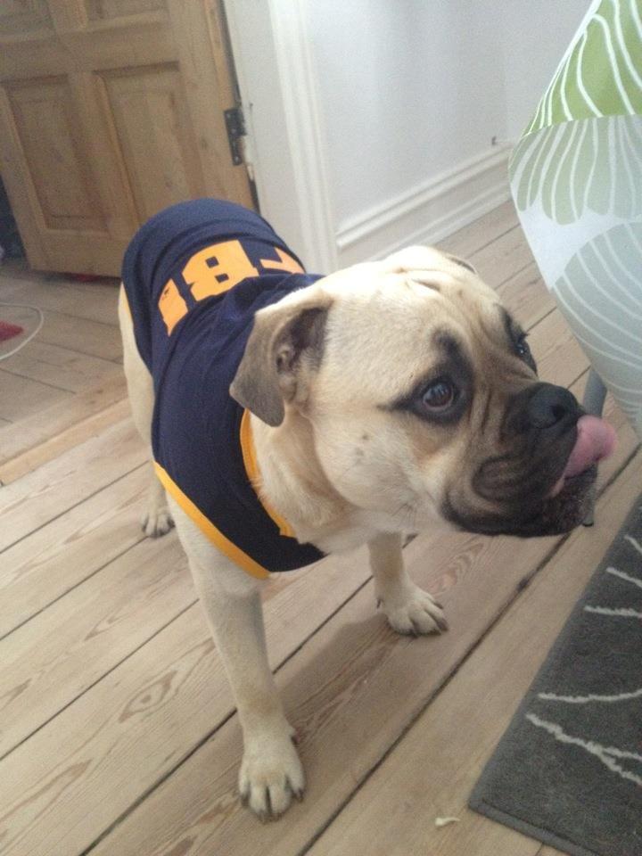 Blanding af racer Kovo billede 6