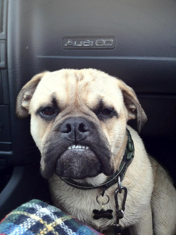 Blanding af racer Kovo billede 7