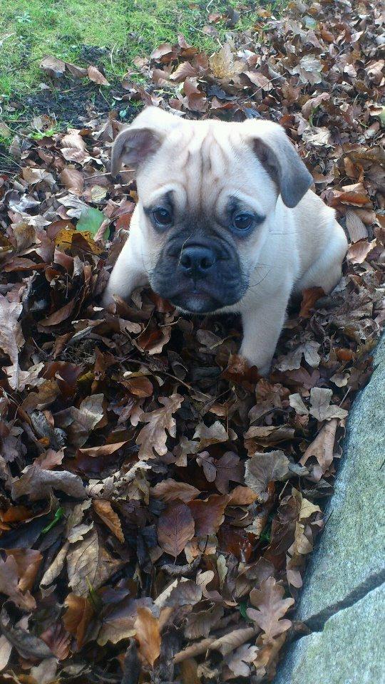 Blanding af racer Kovo - Kovo 9 uger gammel.  billede 8