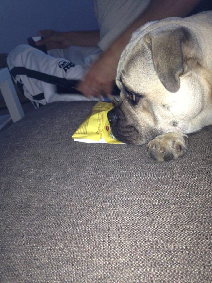 Blanding af racer Kovo - Kovo tigger chokolade .... men nej skatter, hunde må ikke spise chokolade, heller ikke selvom du sender mig de øjne..  billede 9