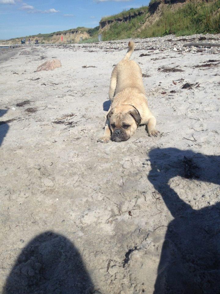 Blanding af racer Kovo - Strandløven. billede 10