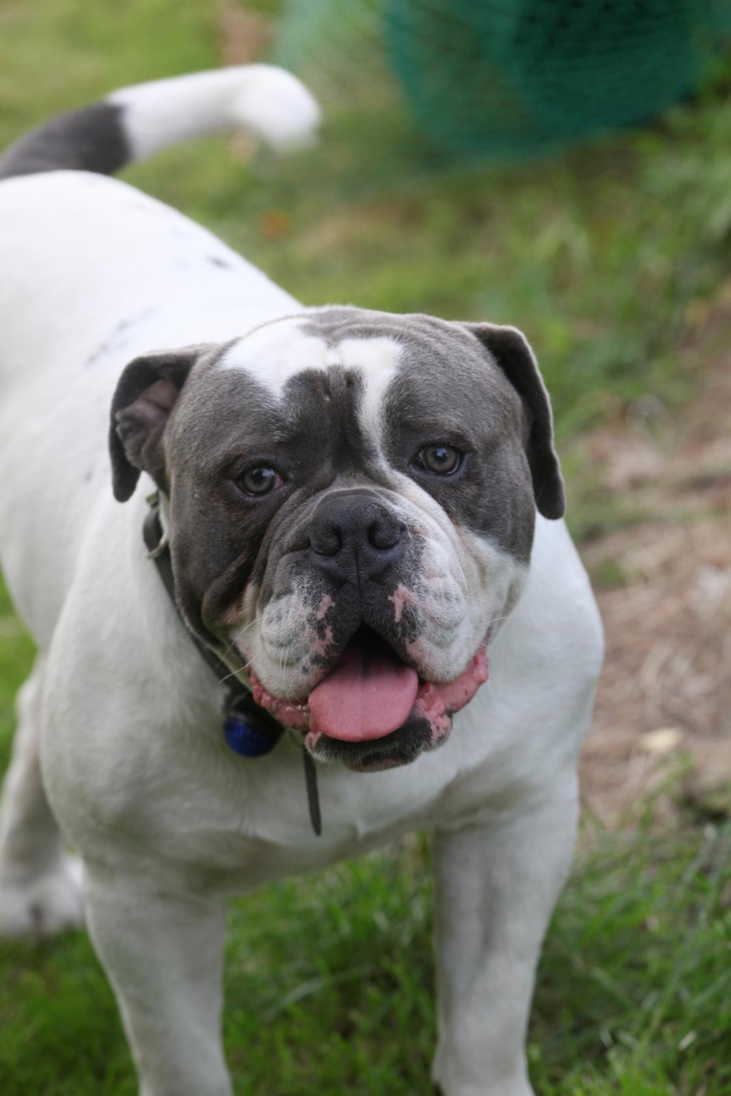 Olde english bulldogge Hugh Hefner - Mit hjertebarn, 10 1/2 mdr.  billede 5