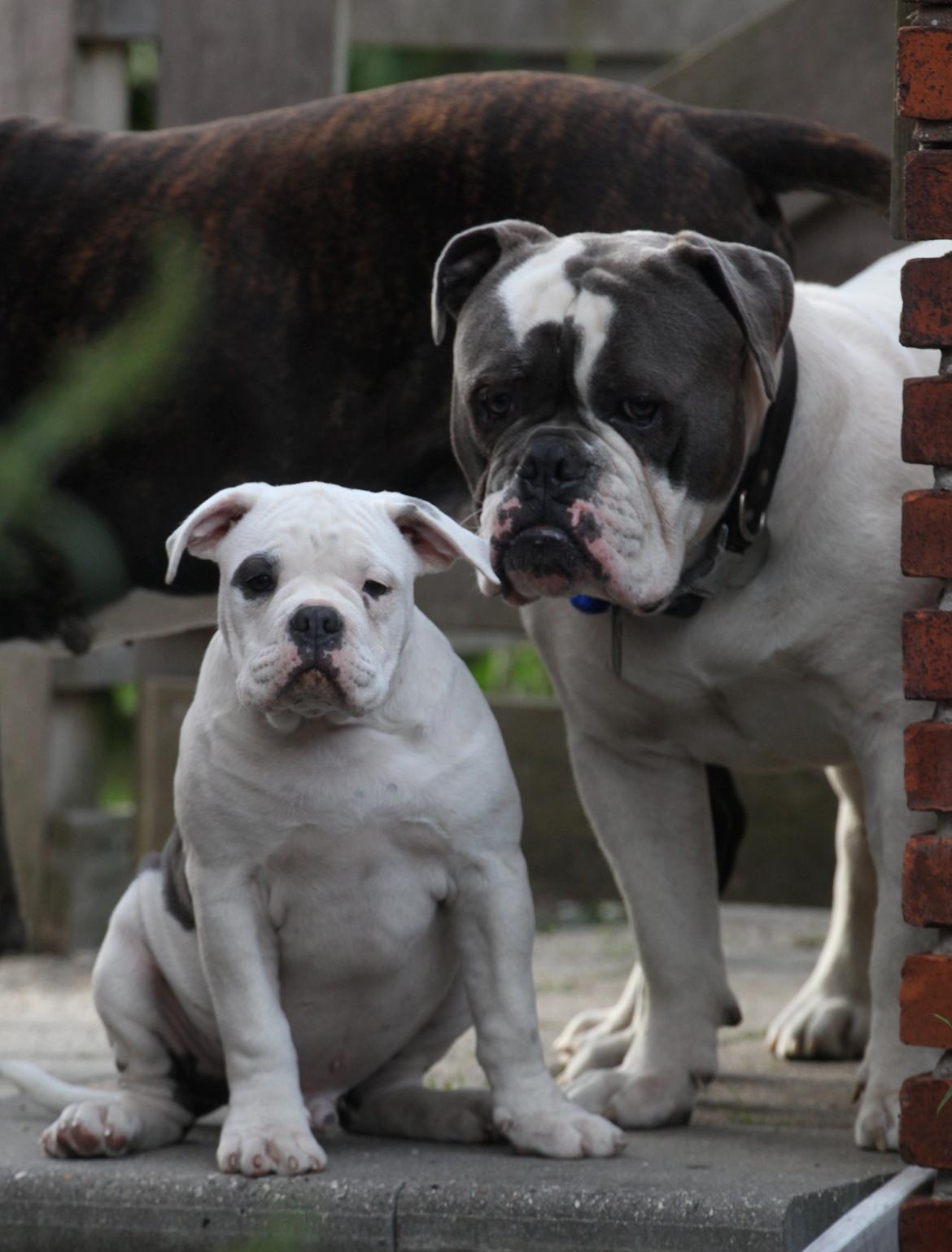 Olde english bulldogge Hugh Hefner - Hefner 10 1/2 mdr. sammen med hans halvbror Bulu på 3 mdr. billede 6