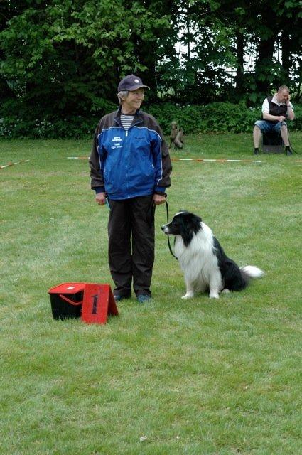 Border collie Jacki billede 1
