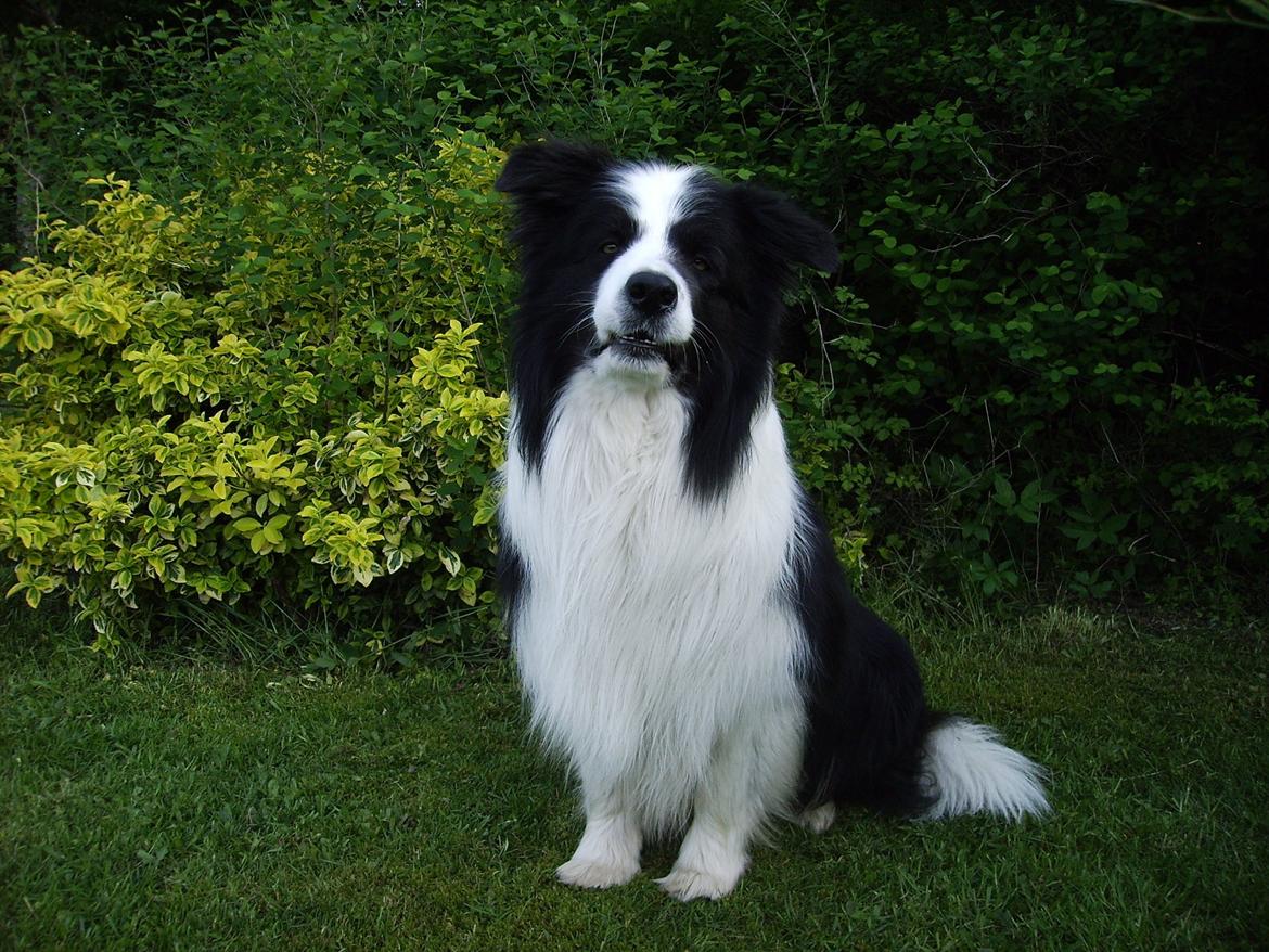 Border collie Jacki billede 2