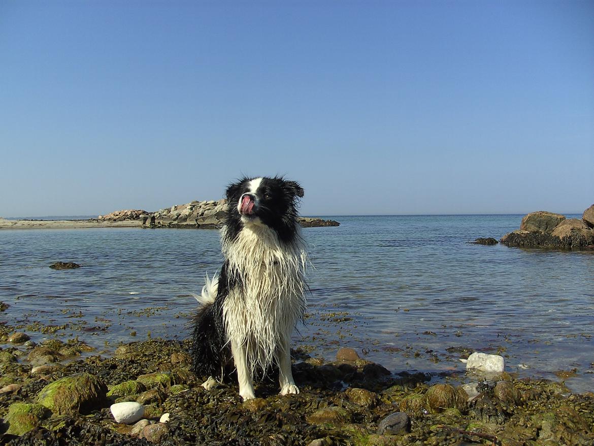 Border collie Jacki billede 3